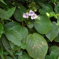 Gloxinia perennis (L.) Druce